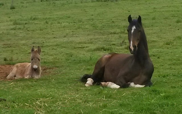 Home for rescued horses and donkey's